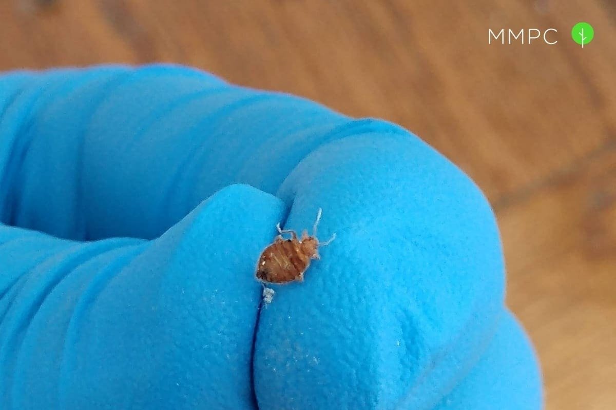 Avoid these mistakes to prevent bed bugs