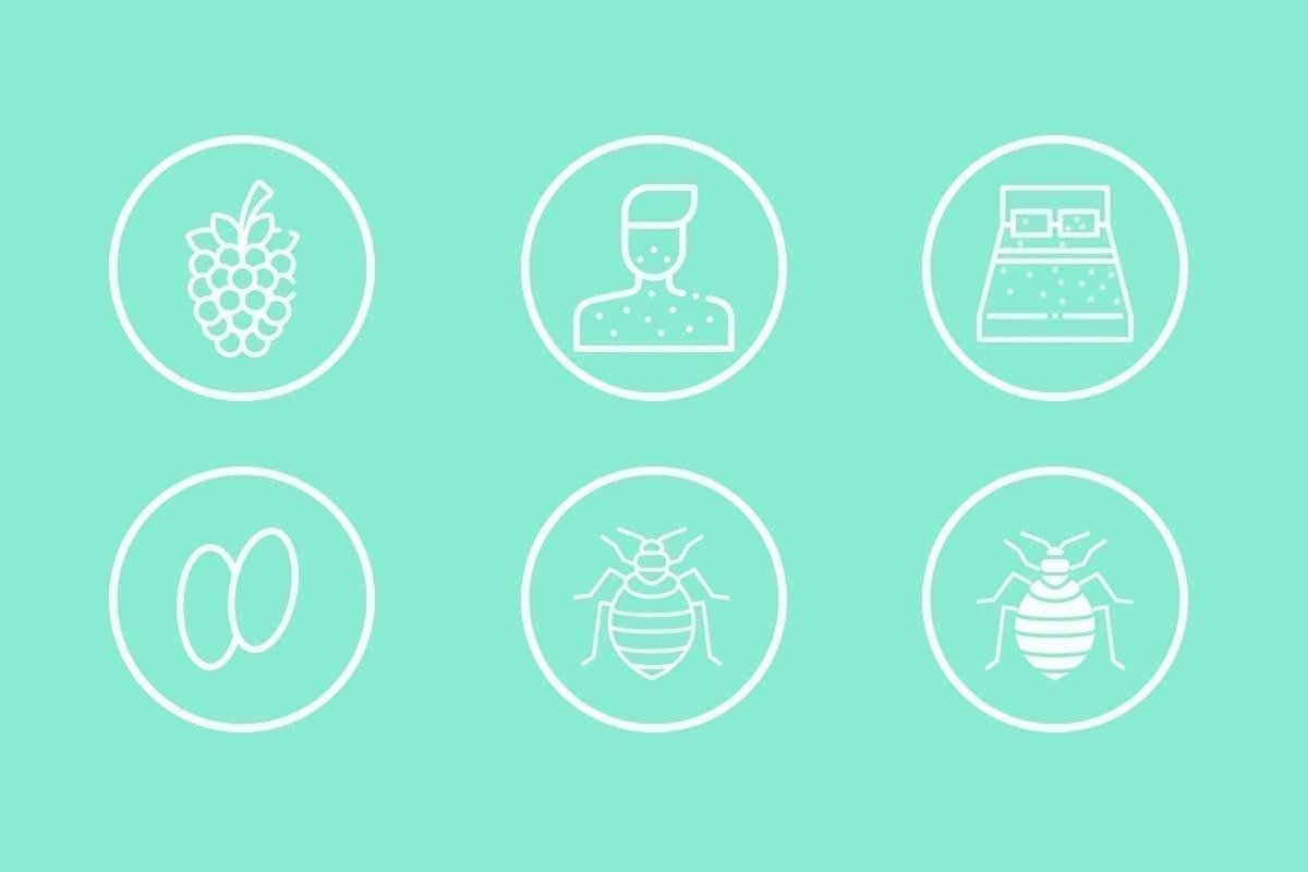 How to Check for Bed Bugs in Your Home or Apartment