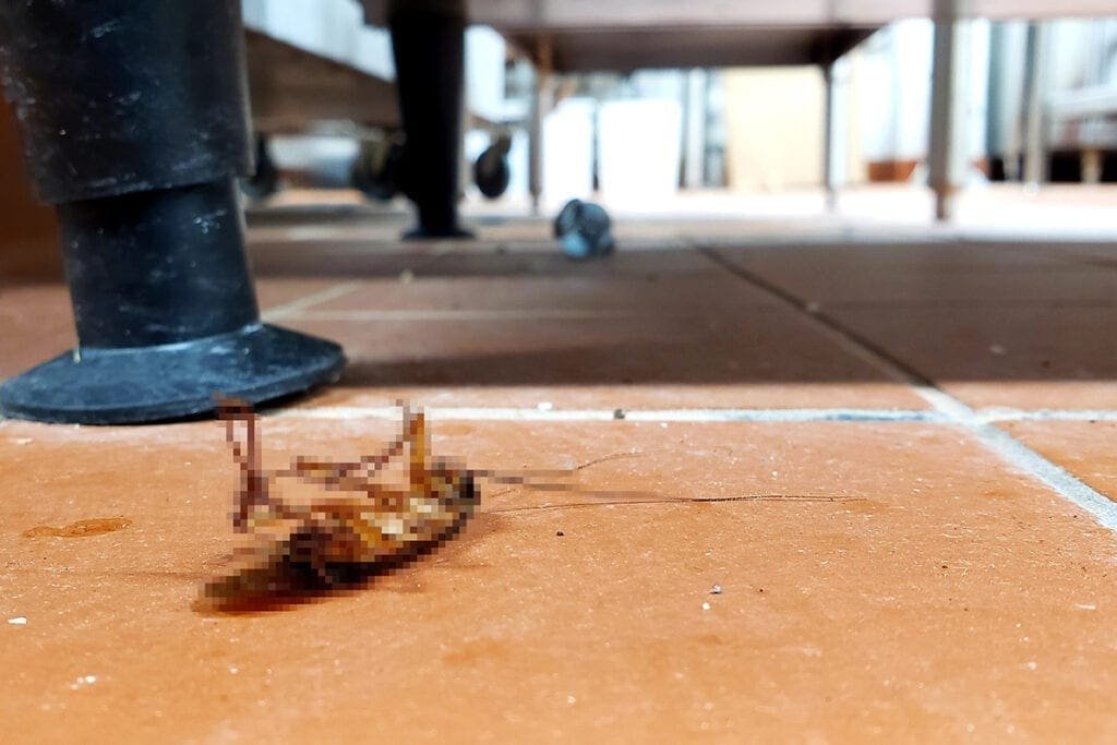 Facts and fiction of DIY cockroach control