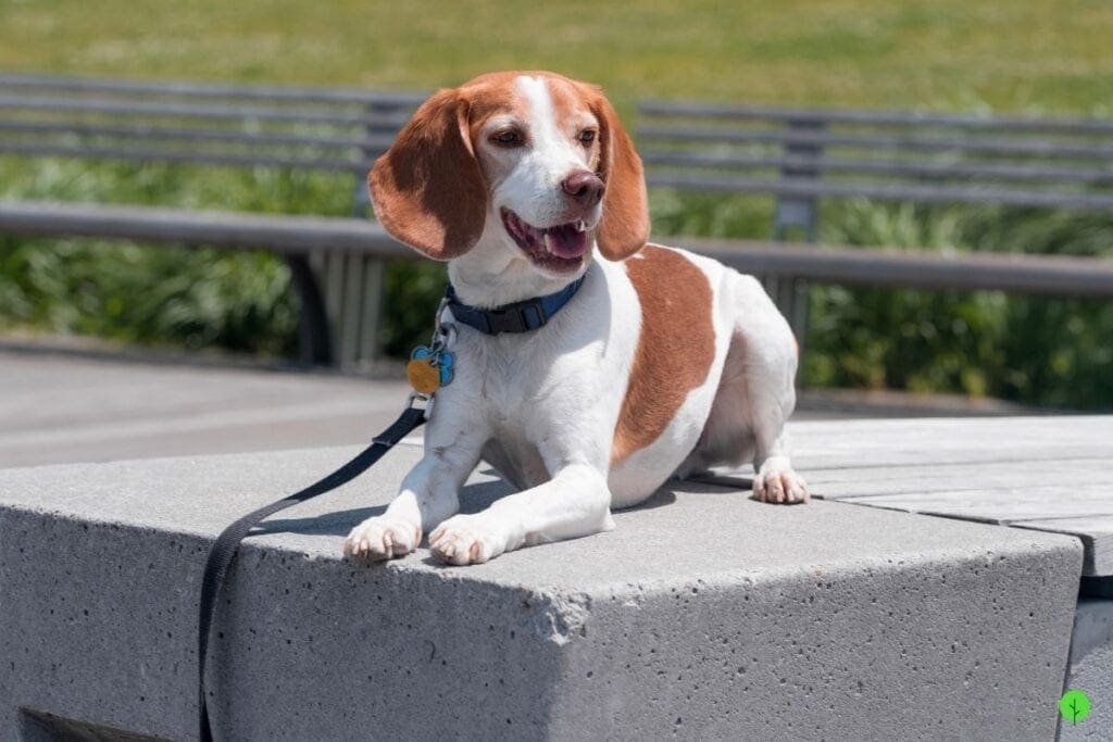 Canine inspector Dexter enjoying a day off.