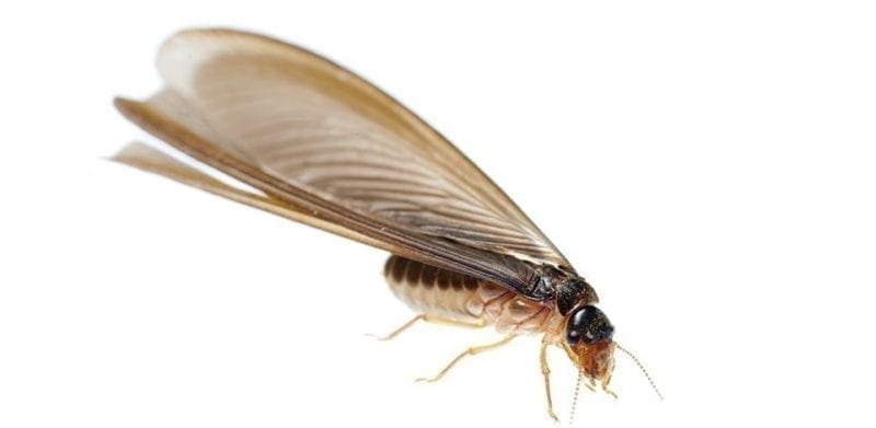 Swarmers have two sets of wings and are the reproductive members of the termite colony. 