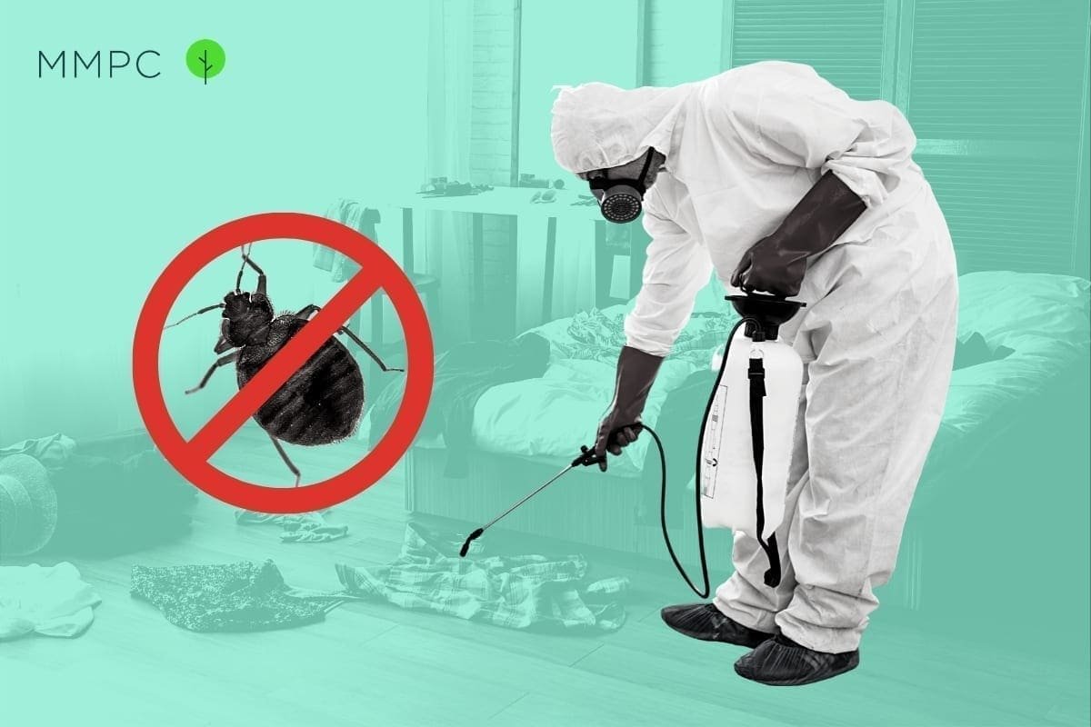 5-steps for getting rid of bed bugs.