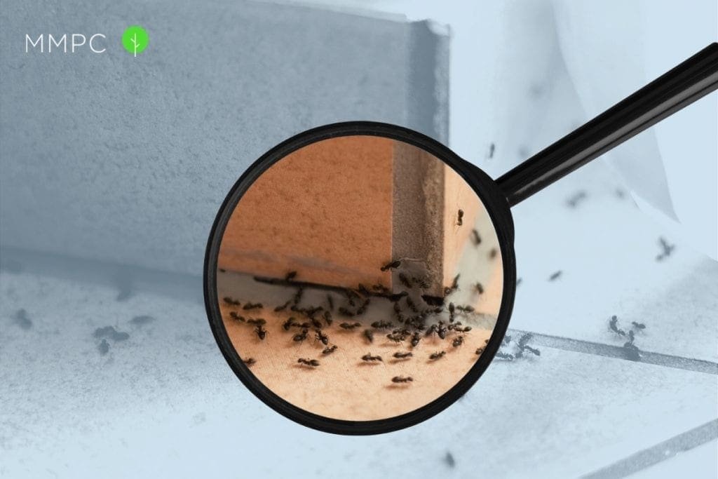 Where ants come from when they invade your home.
