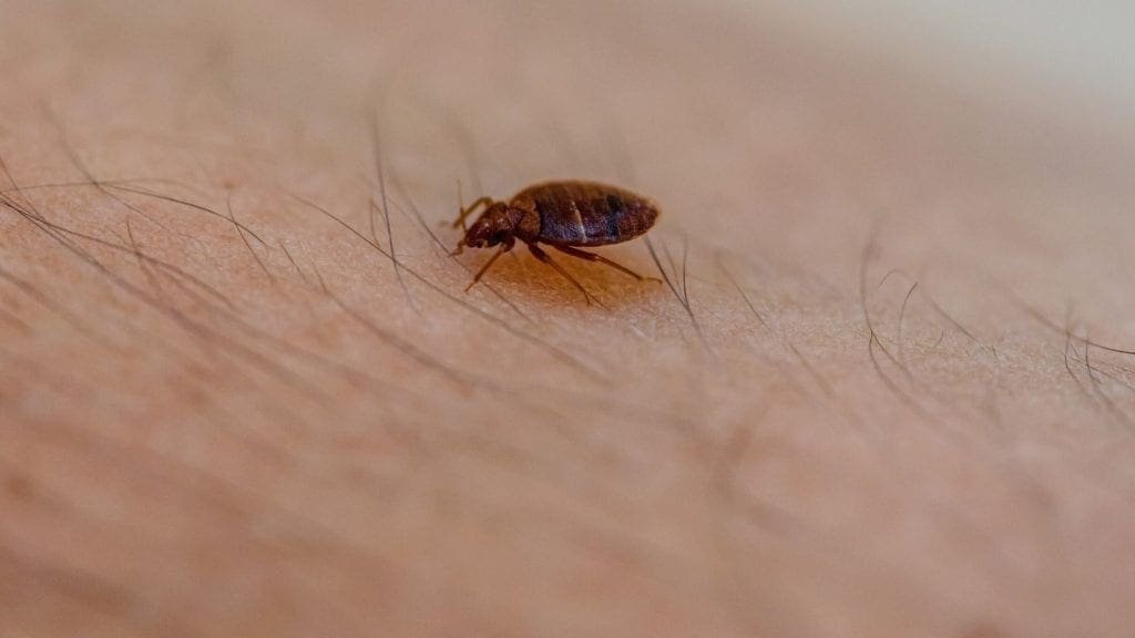 A bed bug crawls on a persons arm.