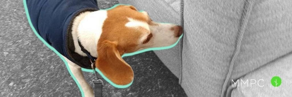 A bed bug sniffing canine examines a couch for bed bugs.