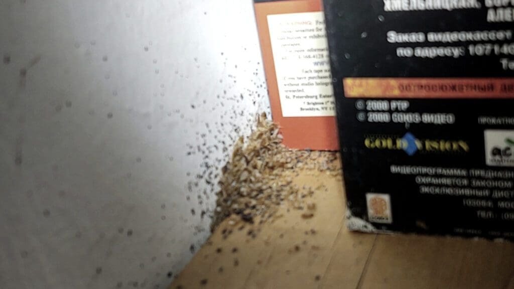 Bed bugs hiding behind books on a shelf. 