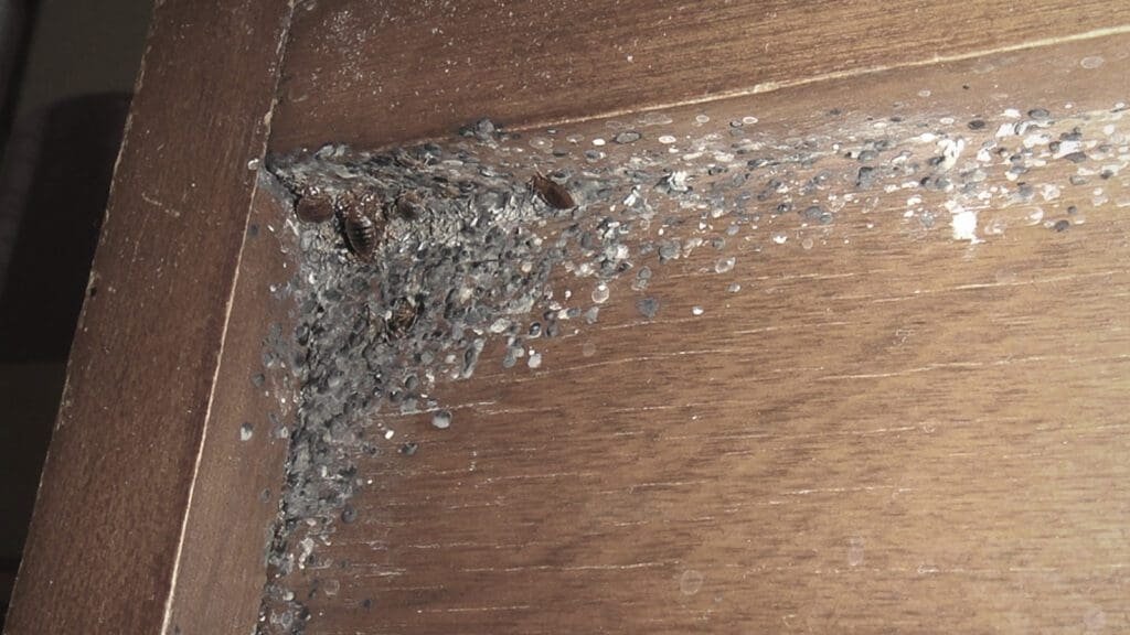 Bed bugs hiding in the corner of a wooden night stand.