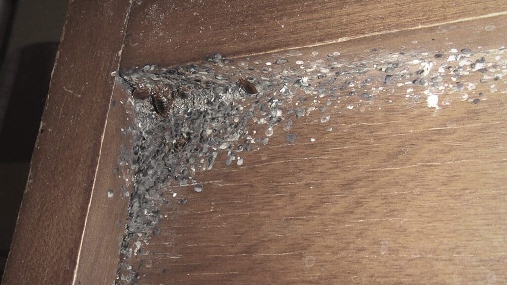 Bed bugs hiding in the corner of a wooden night stand. 