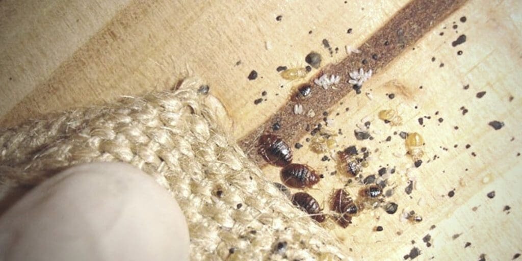 Signs of bed bugs include tiny white ovular eggs found near harborage areas