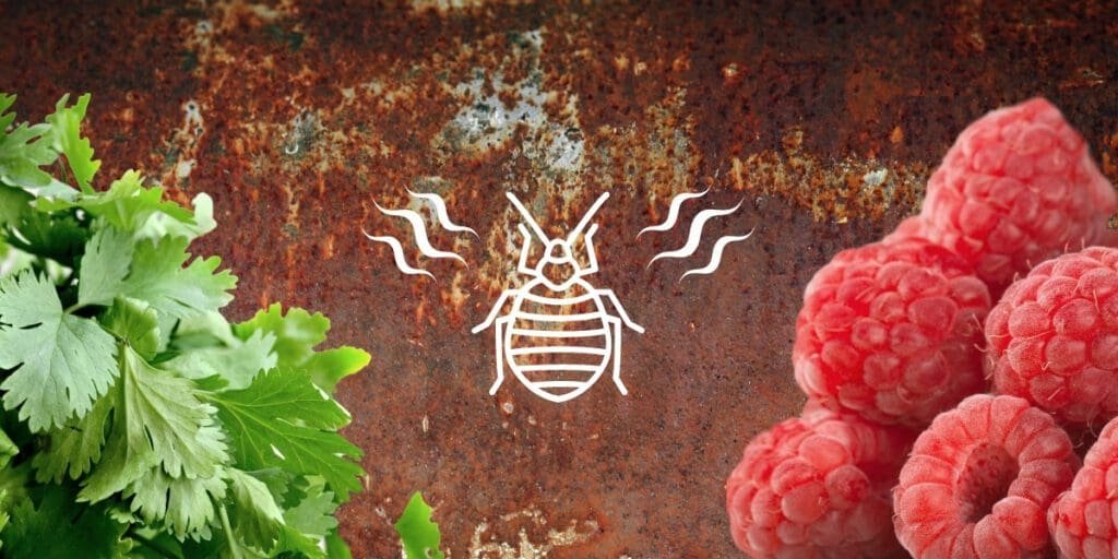 Signs of bed bugs include odors that can smell like cilantro, raspberries, rust, and moldy laundry