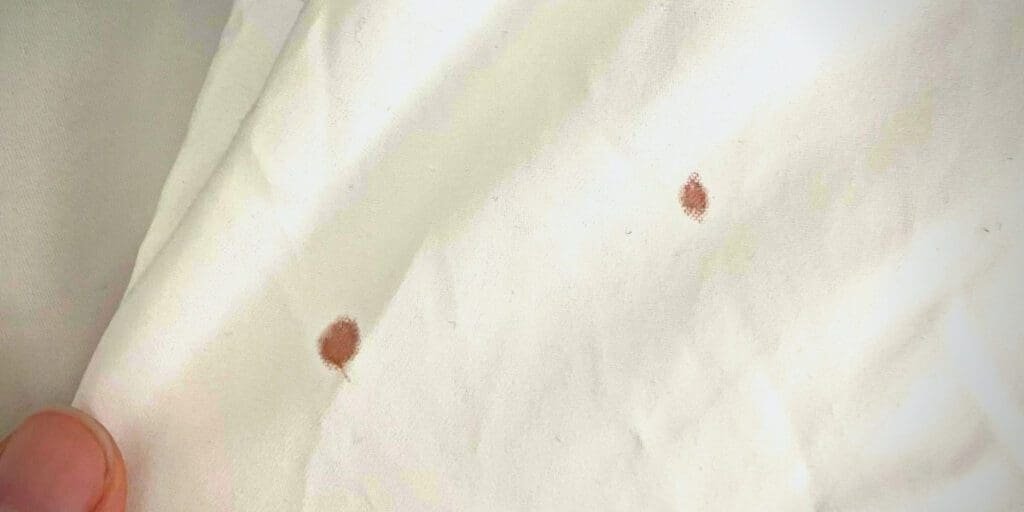 Signs of bed bugs include small, unexplainable bloodstains on bedsheets and clothing