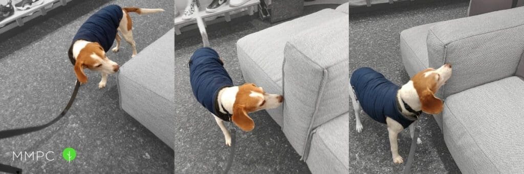 A canine inspector sniffs a couch, examining it for bed bugs. 