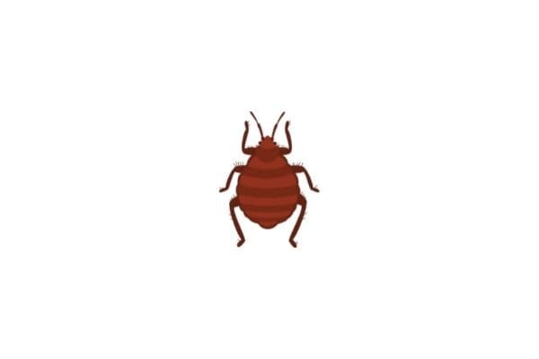 An individual bed bug will secrete alarm pheromones which can be overpowered by the scent of a larger infestation. 