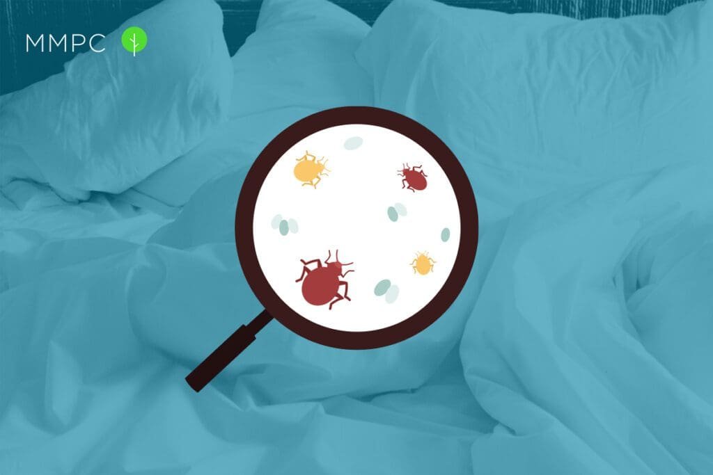 6 Bugs That Look Like Bed Bugs