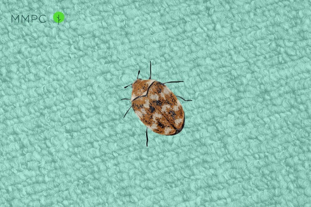 How Do I Get Rid Of Carpet Beetles In My Southern Maine Home?